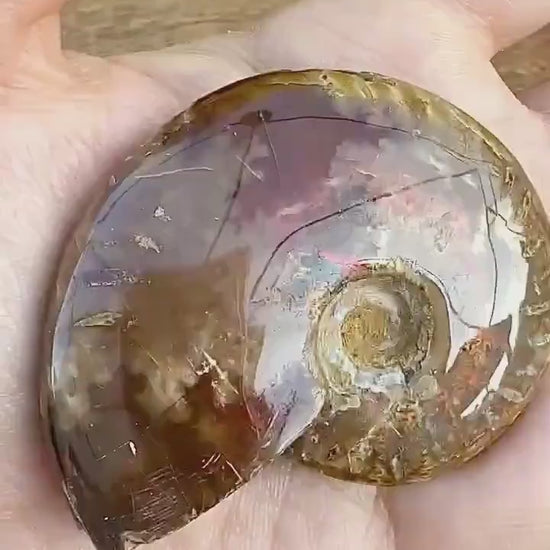 Fossil d’ammonite opalisée