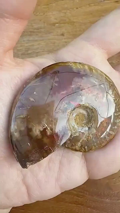 Fossil d’ammonite opalisée